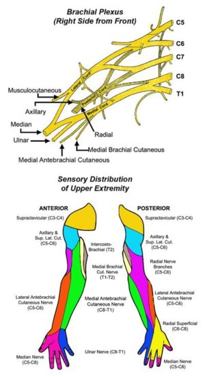 motor nerve distribution