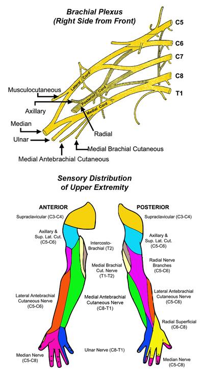 nerves-center-for-thoracic-outlet-syndrome-washington-university-in