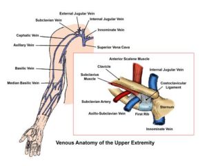 subclavian vein axillary vein